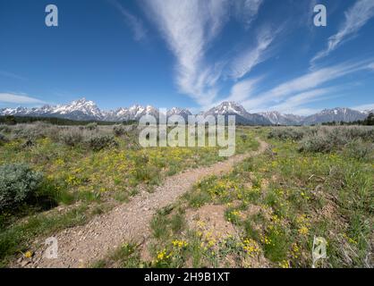 Ein Tal voller gelber Wildblumen und ein Kiesweg, der zu den schneebedeckten Teton Mountains im Grand Teton National Park, Wyoming, führt. Stockfoto