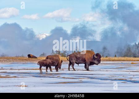 Bisons auf der schneebedeckten Ebene, Yellowstone National Park, Wyoming State, USA Stockfoto