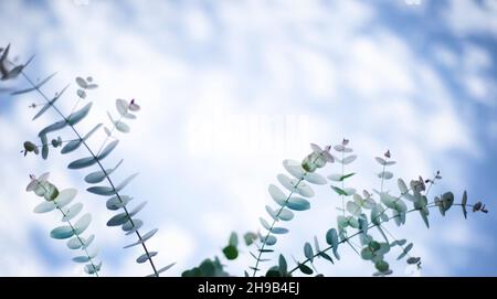 Eukalyptus verzweigt sich gegen den Himmel. Runde Blätter. Platz für Text kopieren. Stockfoto