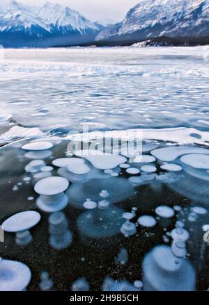 Gefrorene Blasen von Abraham Lake, Alberta, Kanada Stockfoto