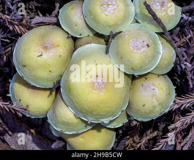 Schwefelbüschel im Thornewood Preserve, San Mateo County, Kalifornien, USA. Stockfoto