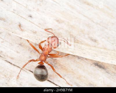 Kleine rot-schwarze Ameise, wahrscheinlich Formica aserva, in Oregon USA Stockfoto