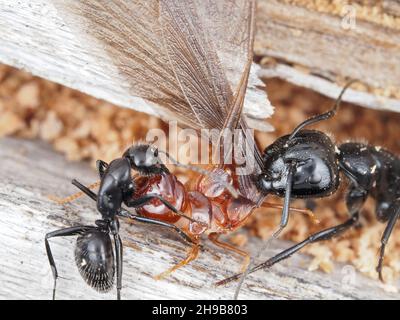 Zimmermannsameisen kämpfen gegen eine feuchte Termite Stockfoto