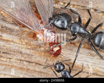 Zimmermannsameisen kämpfen gegen eine feuchte Termite Stockfoto