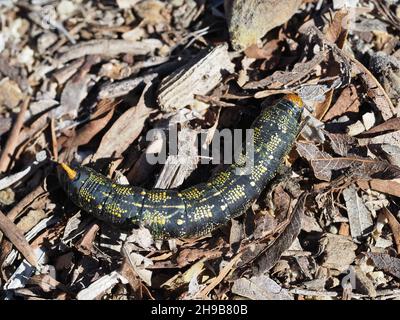 Schwarze Form Larve von Hyles lineata (weiß ausgekleidete Sphinx-Motte), etwa 2 Zoll lang Stockfoto