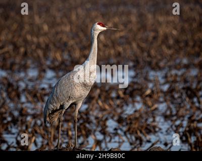 Sandhill Crane in Staten Island Preserve, Kalifornien Stockfoto