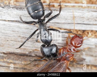 Zimmermannsdampf kämpft gegen eine feuchte Termite Stockfoto