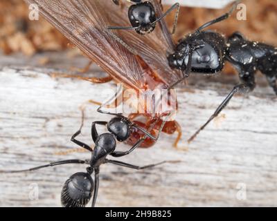 Zimmermannsameisen kämpfen gegen eine feuchte Termite Stockfoto