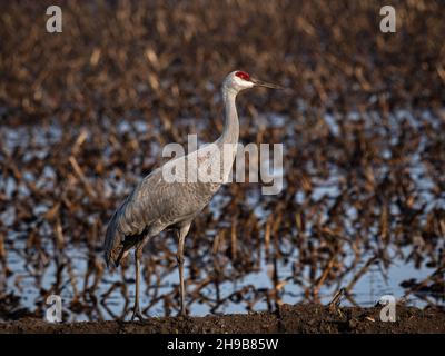 Sandhill Crane in Staten Island Preserve, Kalifornien Stockfoto