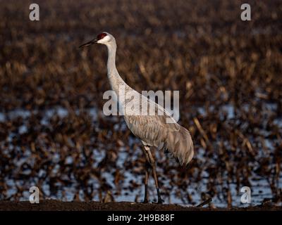 Sandhill Crane in Staten Island Preserve, Kalifornien Stockfoto