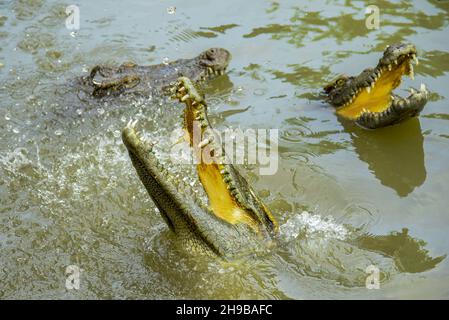 Porträt eines hungrigen Krokodils, das im Park heftige Zähne gebiert Stockfoto