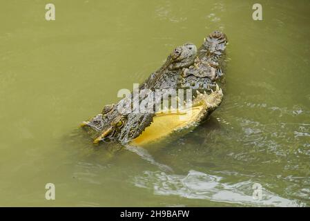 Porträt eines hungrigen Krokodils, das im Park heftige Zähne gebiert Stockfoto