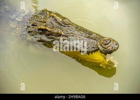 Porträt eines hungrigen Krokodils, das im Park heftige Zähne gebiert Stockfoto