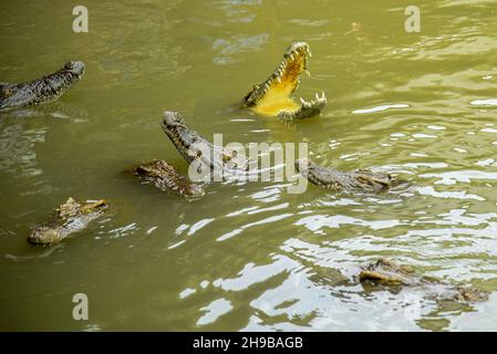 Porträt eines hungrigen Krokodils, das im Park heftige Zähne gebiert Stockfoto