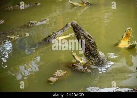 Porträt eines hungrigen Krokodils, das im Park heftige Zähne gebiert Stockfoto