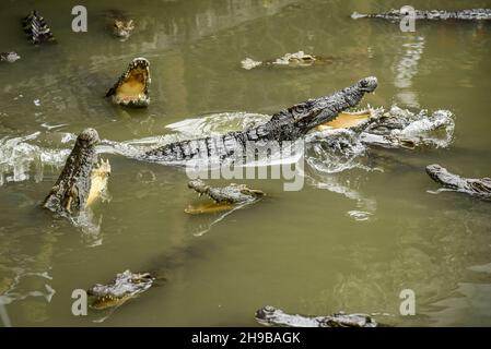 Porträt eines hungrigen Krokodils, das im Park heftige Zähne gebiert Stockfoto