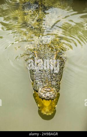 Porträt eines hungrigen Krokodils, das im Park heftige Zähne gebiert Stockfoto