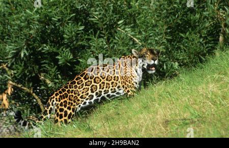 Los Angeles, Kalifornien, USA 1st. Dezember 2021 Ein Jaguar im Regenwald Amerikas im LA Zoo am 1. Dezember 2021 in Los Angeles, Kalifornien, USA. Foto von Barry King/Alamy Stockfoto Stockfoto