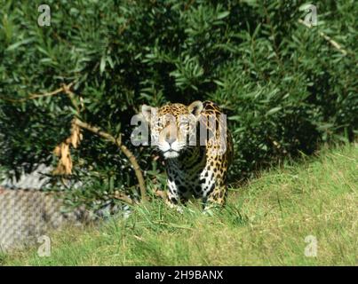 Los Angeles, Kalifornien, USA 1st. Dezember 2021 Ein Jaguar im Regenwald Amerikas im LA Zoo am 1. Dezember 2021 in Los Angeles, Kalifornien, USA. Foto von Barry King/Alamy Stockfoto Stockfoto