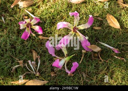 Kapok (Silk Floss) Baum, rosa und weiße Blumen auf dem Boden. Stockfoto