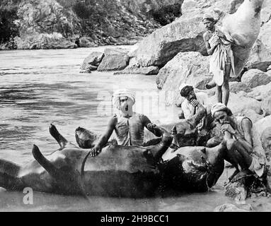 Aufblasen einer toten Kuh, um einen Fluss zu überqueren, Indien, Anfang 1900s Stockfoto