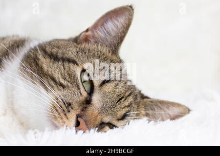 Graue Kurzhaarkatze mit gestromten Katzen, die auf einer weißen, flauschigen Decke liegen. Selektiver Fokus. Stockfoto