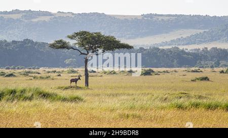 Topi, Damaliscus lunatus, nimmt Schatten von der Sonne unter dem Baldachin eines Akazienbaums, Masai Mara, Kenia. Dieses robuste Tier ist in Afrika weit verbreitet. Stockfoto
