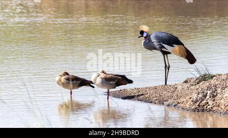 Grauer Kranich (Balearica regulorum), mit zwei ägyptischen Gänsen, Alopochen aegyptiaca, an einem Wasserloch in der Masai Mara, Kenia. Stockfoto