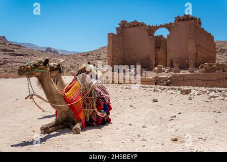 Kamele ruhen vor Qasr al Bint in Petra, Jordanien Stockfoto