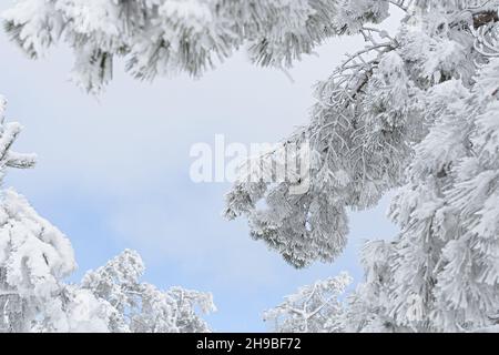 Weihnachtliche schneebedeckte Äste. Blauer natürlicher Winterhintergrund. Ein Blick von unten auf Tannenbäume und einen klaren Himmel. Schönes helles Neujahrslayout. H Stockfoto