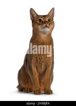 Erwachsene Abessinierkatze, die aufsitzt und über der Kamera aufschaut. Isoliert auf weißem Hintergrund. Stockfoto