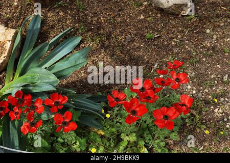 Ranunculus asiaticus, der Persische Butterbecher, ist eine im östlichen Mittelmeer im Südwesten Asiens heimische Art der Butterschale (Ranunculus) Stockfoto