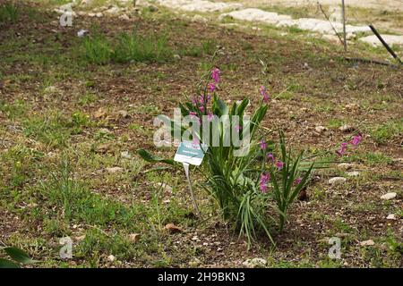 Serapias levantina [syn Serapias vomeracea] der gebräuchliche Name der langlippigen serapias oder der Pflugschare serapias, ist eine Orchideenart der Gattung Serapias. Stockfoto