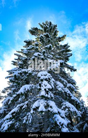 Hohe, schneebedeckte Fichte, die an einem kalten Februartag in Richtung des blauen Himmels mit einigen flauschigen Altocumulus-Wolken reicht. Finnland. 2021. Stockfoto