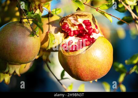 Reife, selbstgeknackte Granatapfelfrucht auf einem Baum, die im sonnigen Sommergarten aus der Reife der Granatäpfel platzen. Stockfoto