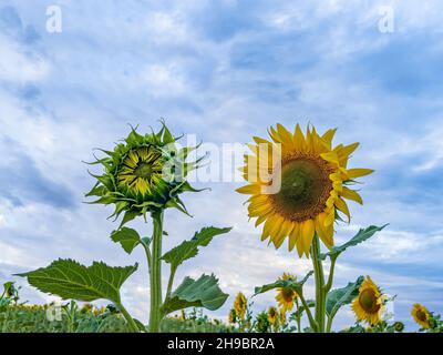 Nahaufnahme von zwei Sonnenblumen, eine vollständig geöffnet und die andere geschlossen, vor dem Hintergrund eines blauen Himmels, Kontrast zwischen offen und geschlossen, winkend ey Stockfoto