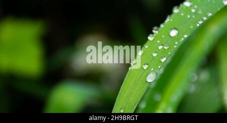 Wasser tropft auf das Gras. Frühling saubere Umwelt nach dem Regen. Frische Natur Textur Nahaufnahme Stockfoto