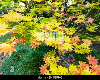 Koreanischer Ahorn Acer Pseudosieboldianum gelbe Blätter Stockfoto