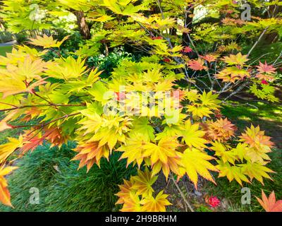 Koreanischer Ahorn Acer Pseudosieboldianum gelbe Blätter Stockfoto