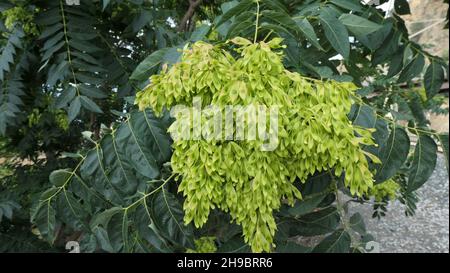 Nahaufnahme der Samengruppe in der frühen Morgensonne in der andalusischen Landschaft Stockfoto