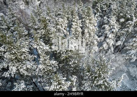 Luftaufnahme von frostigen weißen Kiefernwäldern und Birkenwäldern, die mit Reif und Schnee bedeckt sind. Drohnenfoto von hohen Bäumen in Bergen im Winter. Weihnachten Thema Hintergrund. Idyllische Landschaft Stockfoto