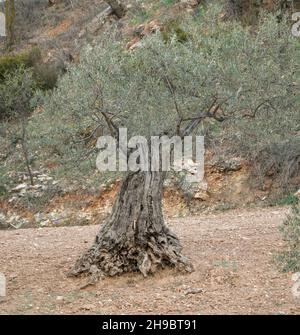 Olivenbaum, Obstgarten, mittelmeer, Andalusien, Spanien. Stockfoto