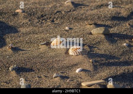 Muscheln am Strand, Spanien. Stockfoto