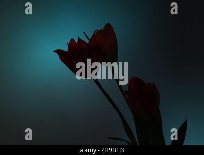 Silhouette von blühenden Tulpen mit dunkelblauem Hintergrund Stockfoto