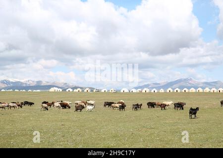 Jurten und Pferde auf See Lied Kul in Kirgisien Stockfoto