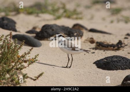 Kentish-Pflüger, Männchen, die sich in das Zuchtgefieder hineinstürzen, wo sie einen rufous Kopf und Nacken zeigen. Sie brüten in sandigen, wassernahen Lebensräumen. Stockfoto