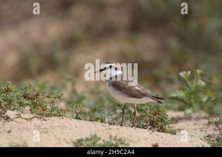 Kentish-Pflüger, Männchen, die sich in das Zuchtgefieder hineinstürzen, wo sie einen rufous Kopf und Nacken zeigen. Sie brüten in sandigen, wassernahen Lebensräumen. Stockfoto