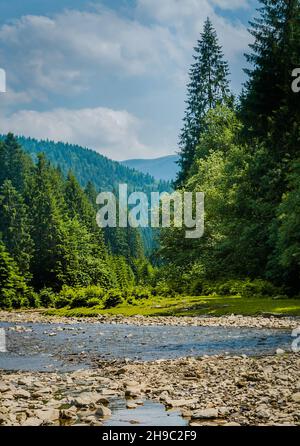 Wunderschöne Landschaft. Der Fluss fließt zwischen dem schönen Pinienwald Stockfoto