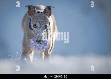 Whippet Hund trainiert im Schnee mit einem Gummiball. Stockfoto