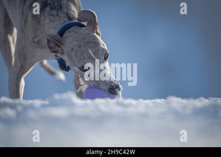 Whippet Hund trainiert im Schnee mit einem Gummiball. Stockfoto